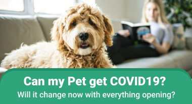 Can my Pet get COVID19