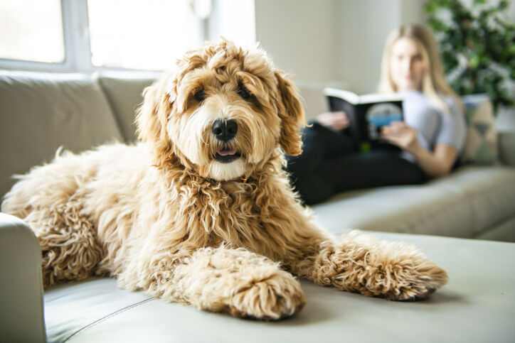 woman with her Golden Labradoodle dog reading at home | Pets Getting COVID-19