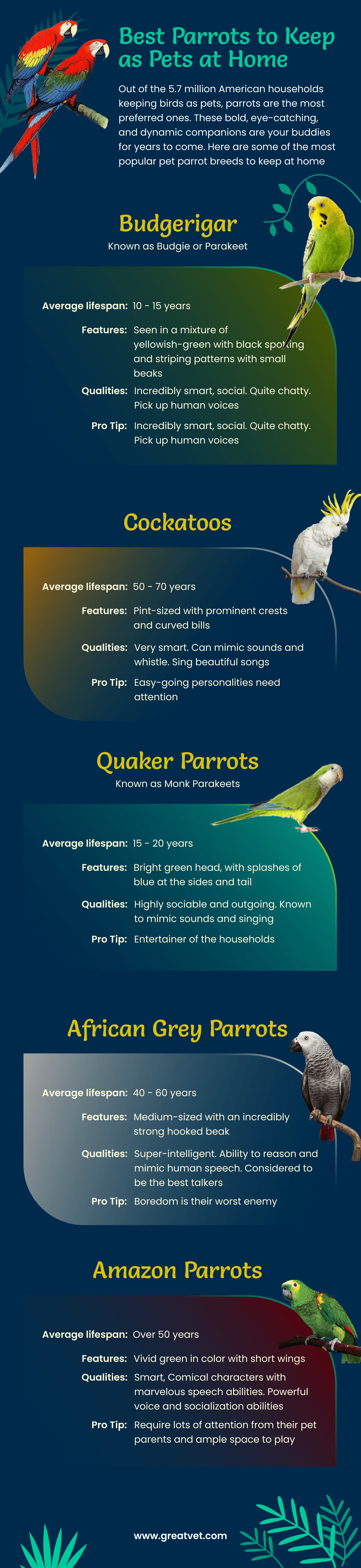 Best Parrots to Keep as Pets at Home [Infographic] - GreatVet