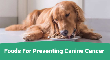 Foods For Preventing Canine Cancer - GreatVet