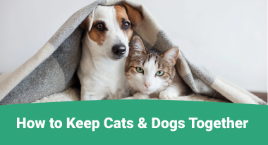 How to Keep Cats & Dogs Together - GreatVet