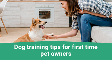 Training Tips Every New Dog Owner