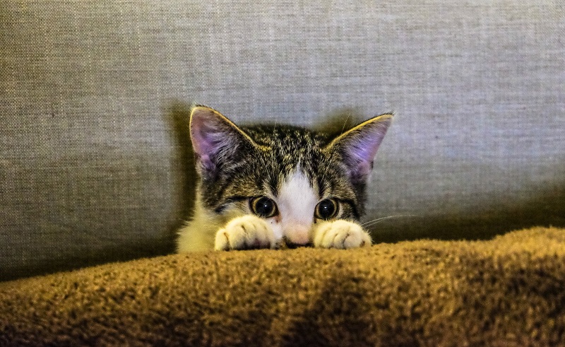 Fear among cats can be a behavioral issue