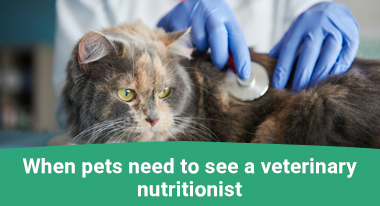 consulting veterinary nutritionists