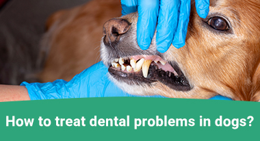 Treat gum disease in dog