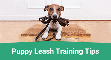 Leash Train your puppy
