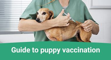 Puppy Vaccination Schedule