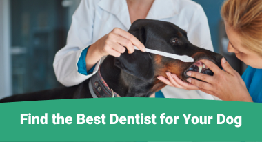 Best Vet Dentists in your area