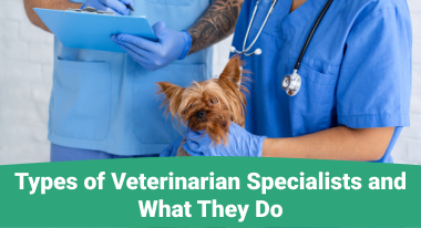 veterinary specialists