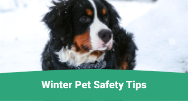 safety tips for your pets during winter