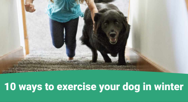tips to exercise your dog in winter
