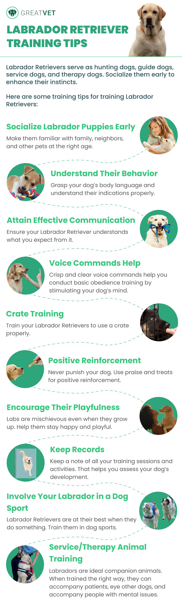 Training tips for dog