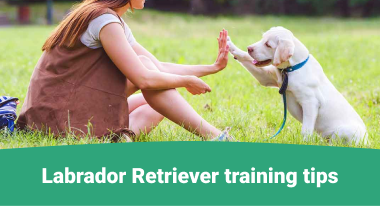 Training tips for Labrador Retriever