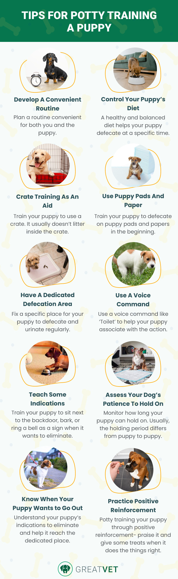 Potty Training a Puppy Tips