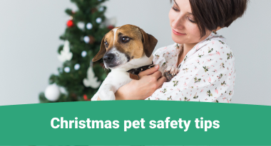 pet safety tips during Christmas