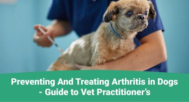 Preventing And Treating Arthritis in Dogs - Guide to Vet Practitioner’s