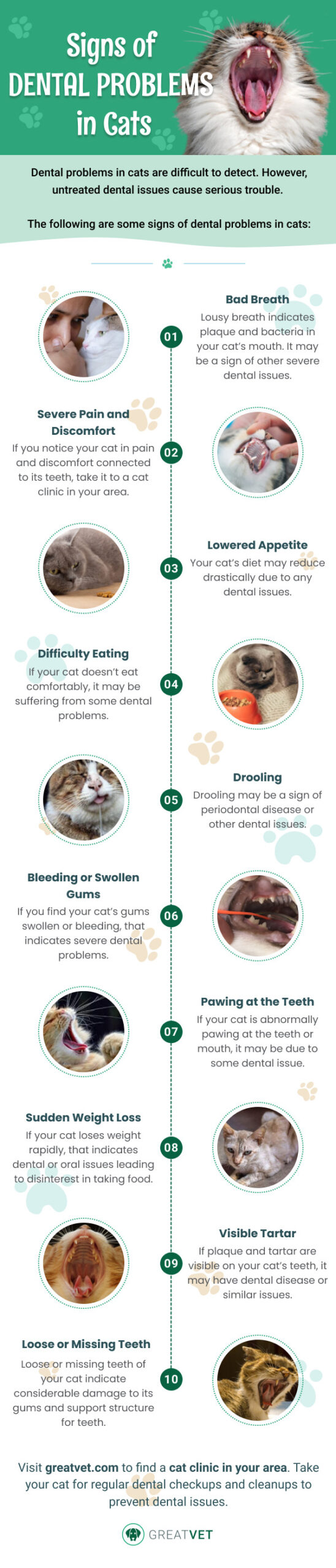 Dental problems in cat