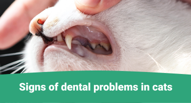 Dental problems in cats