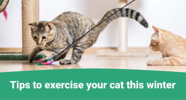 Tips to exercise your cat this winter