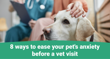 Tips to ease your pet's anxiety before a vet visit (1)