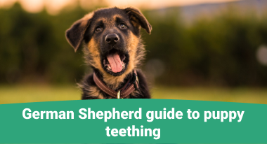 guide to puppy teething