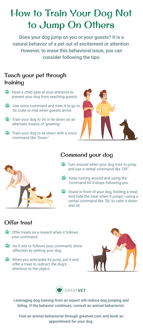 Tips to Train Your Dog Not to Jump On Others