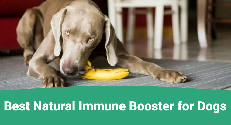 Natural Immune Booster for Dogs