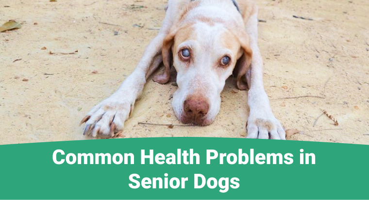 Common Health Problems in Senior Dogs
