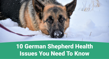 10 german shepherd health issues