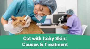 Cat with Itchy Skin Causes & Treatment