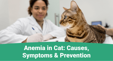 Anemia-in-Cat-Causes-Symptoms-Prevention