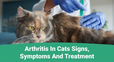 Arthritis in cats Signs, Symptoms and Treatment