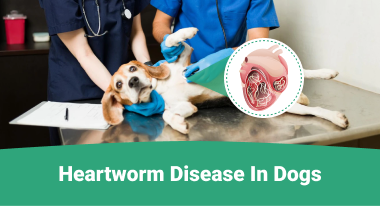 Heartworm disease in dogs
