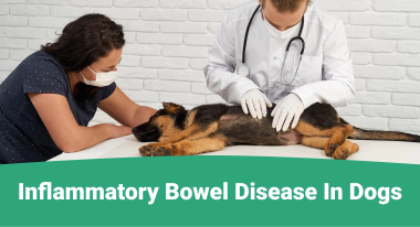 Inflammatory bowel disease in dogs