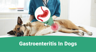 Gastroenteritis in Dogs