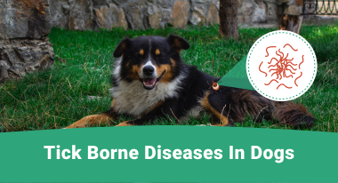 Tick borne diseases in dogs