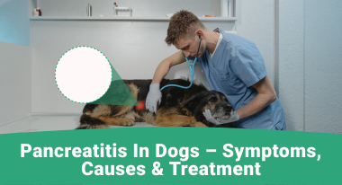 Pancreatitis in Dogs Symptoms, Causes and Treatment
