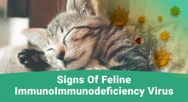 Signs Of Feline Immunodeficiency Virus