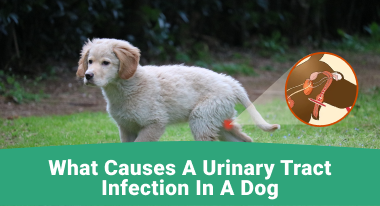 What Causes A Urinary Tract Infection In A Dog