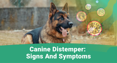 Canine Distemper Signs and Symptoms