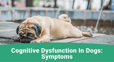 Cognitive Dysfunction in Dogs