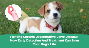 Fighting Chronic Degenerative Valve Disease_ How Early Detection and Treatment Can Save Your Dog’s Life