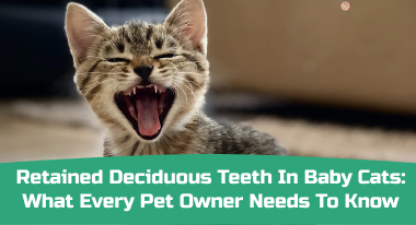 Retained decidious teeth in feline