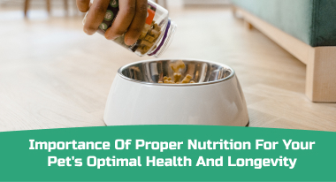 Importance of Proper Nutrition for Your Pet's Optimal Health and Longevity