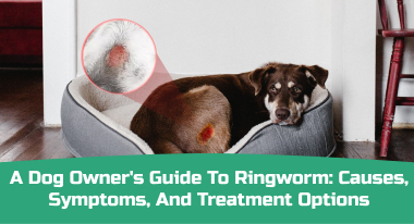 A Dog Owner's Guide to Ringworm_ Causes, Symptoms, and Treatment Options
