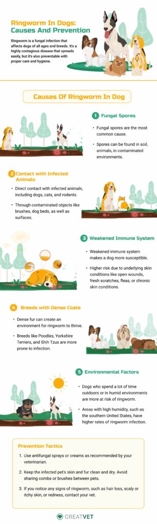 Ringworm in Dogs Causes and Prevention