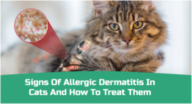 Signs of Allergic Dermatitis in Cats and How to Treat Them