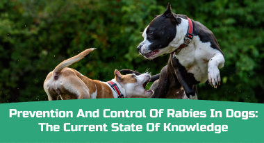 Prevention and control of rabies in dogs_ The current state of knowledge