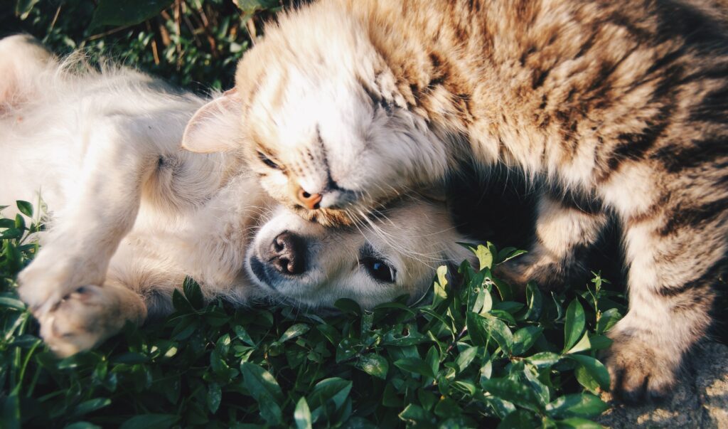 a dog and cat hugging on grass