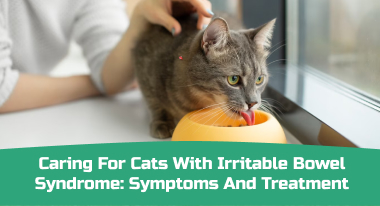 Caring for Cats with Irritable Bowel Syndrome Symptoms and Treatment